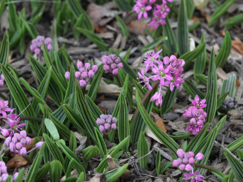 Ledebouria cooperi (Cooper's False Scilla)