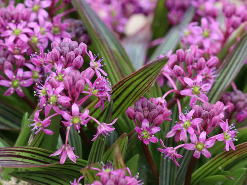 Ledebouria cooperi (Cooper's False Scilla)