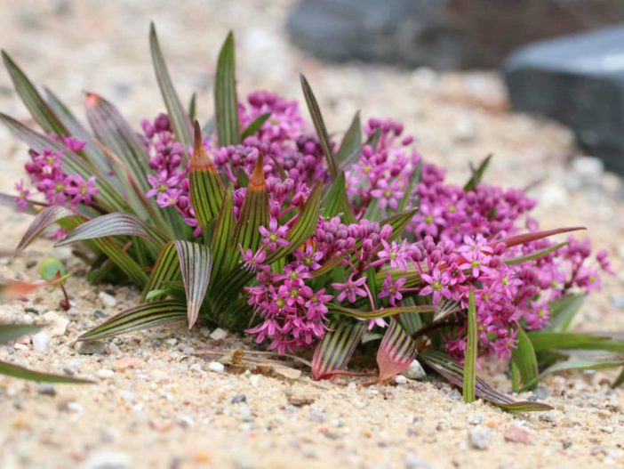 Ledebouria cooperi (Cooper's False Scilla)