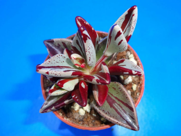 Lenophyllum guttatum f. variegata