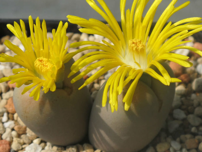 Lithops steineckeana (Living Stones)