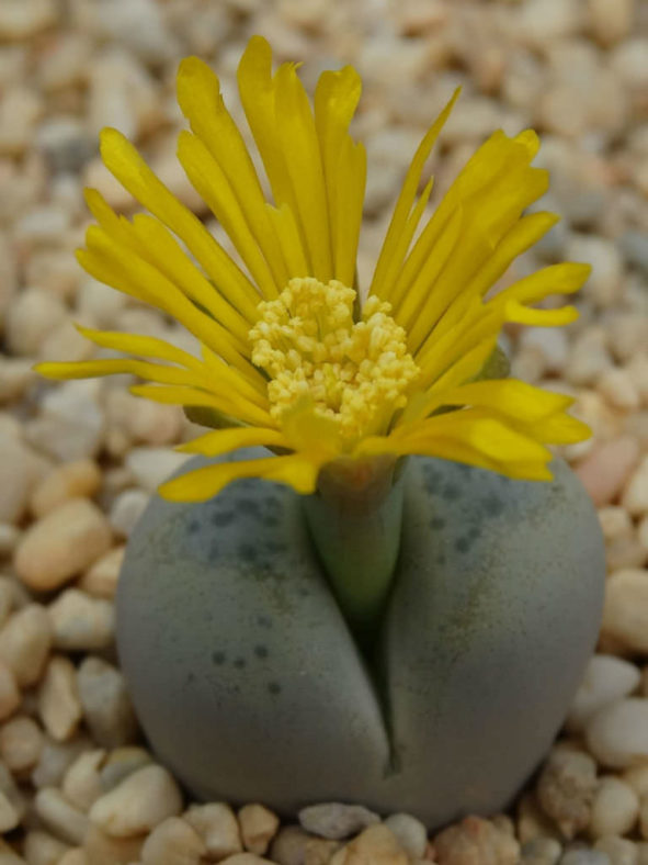 Lithops steineckeana (Living Stones)