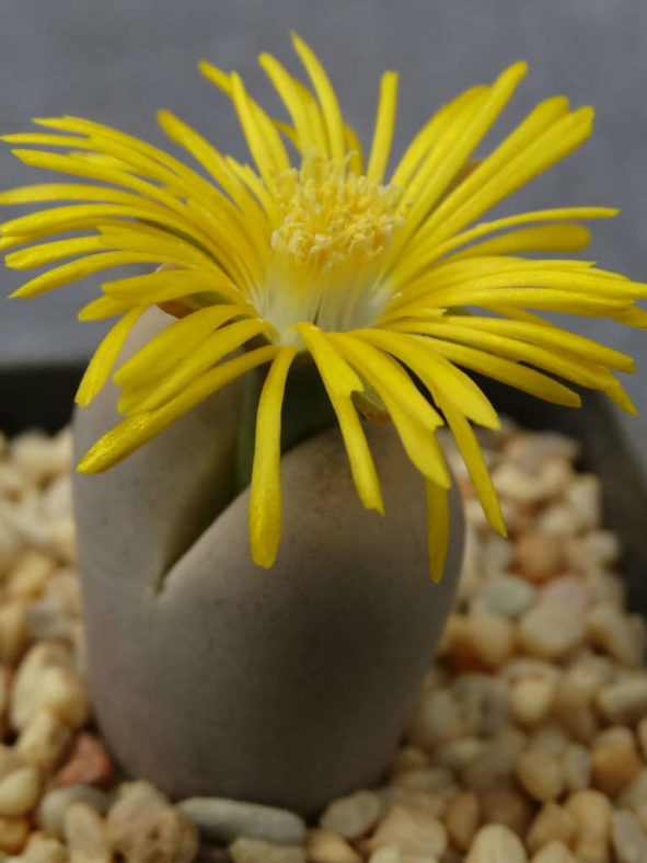 Lithops steineckeana (Living Stones)