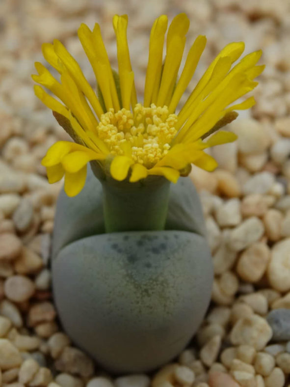 Lithops steineckeana (Living Stones)