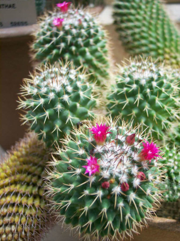 Mammillaria polythele