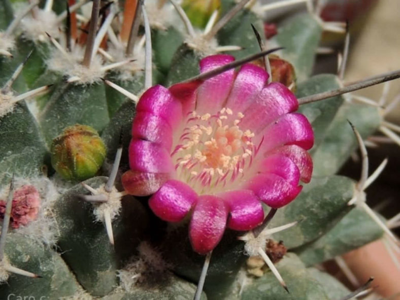 Mammillaria polythele