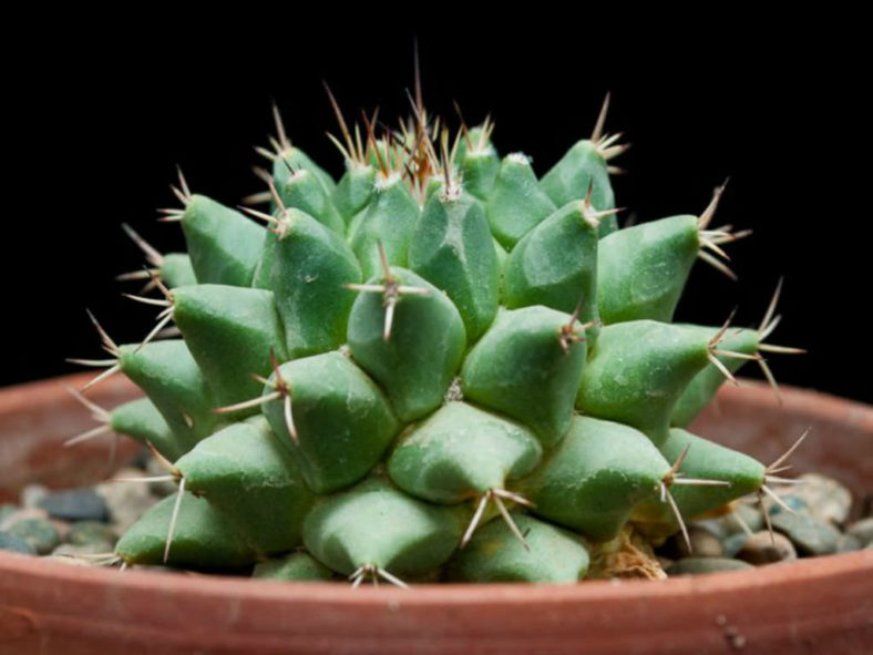 Mammillaria polythele