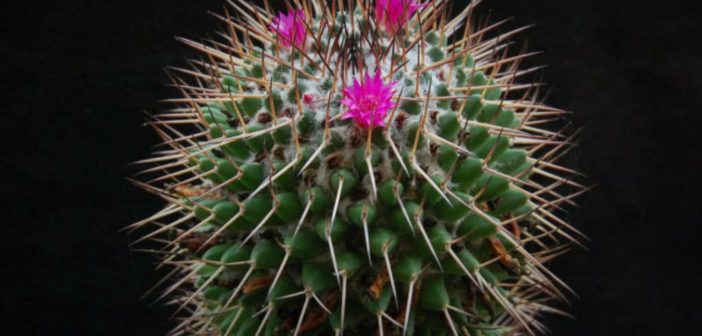 Mammillaria polythele v18 Plant Succulent Succulent Plant Cactus 