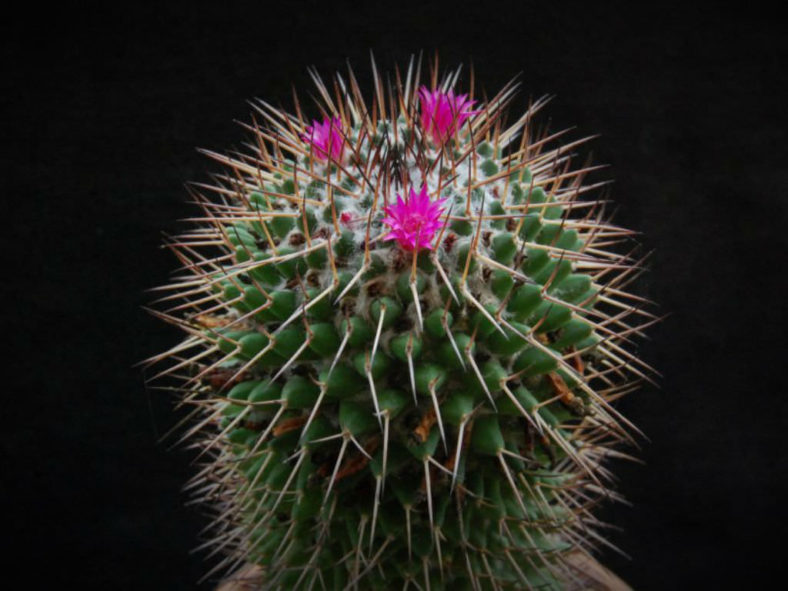 Mammillaria polythele