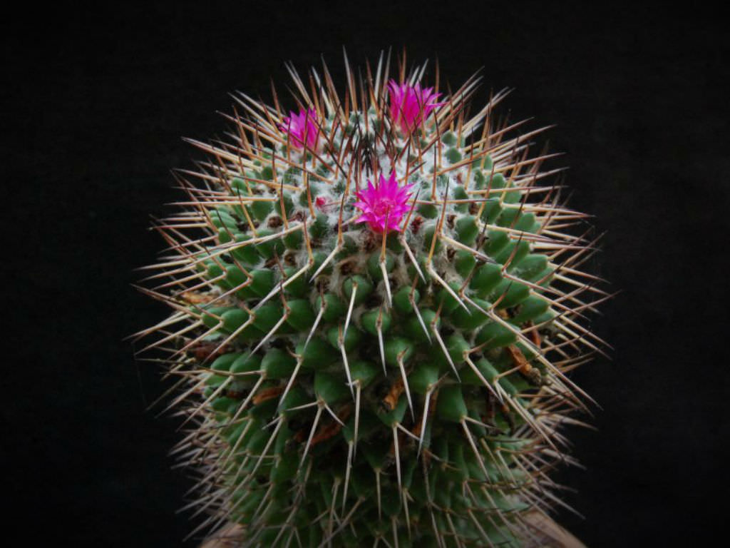 Mammillaria polythele