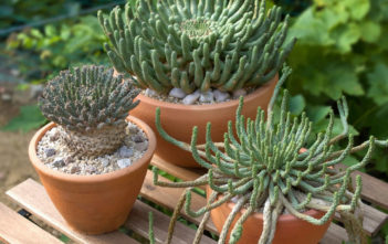 Introduction to Medusoid Euphorbias Medusoid Euphorbias