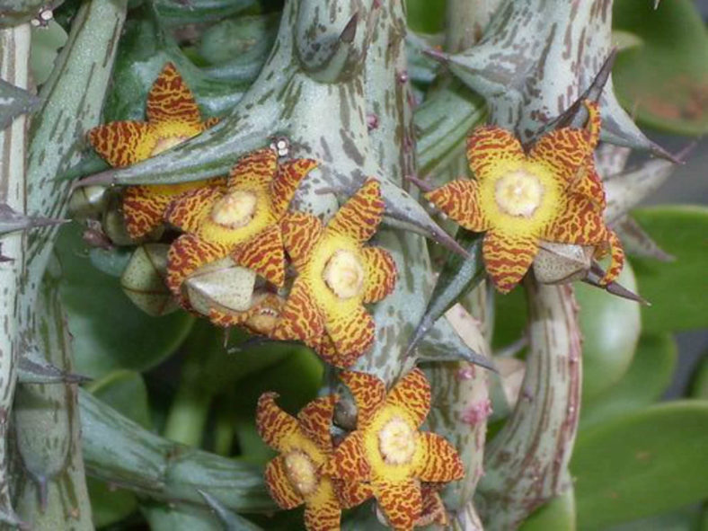 Orbea schweinfurthii