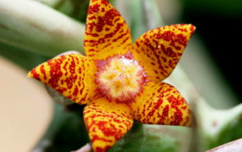 Orbea schweinfurthii Orbea schweinfurthii