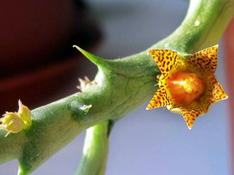 Orbea schweinfurthii