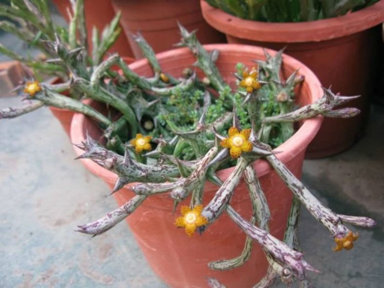 Orbea schweinfurthii