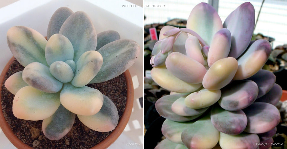 Pachyphytum oviferum 'Variegata' (Moonstones) - World of Succulents