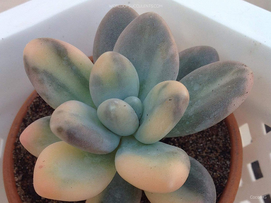 Pachyphytum oviferum 'Variegata'