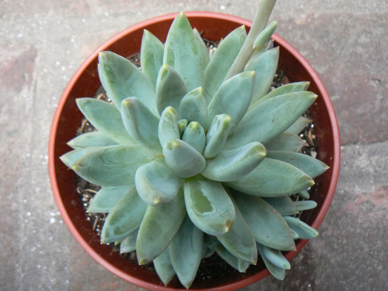 ×Pachyveria 'Bea'