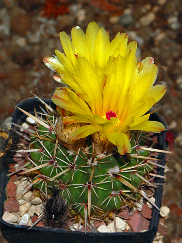 Parodia mammulosa (Tom Thumb Cactus) aka Notocactus mammulosus