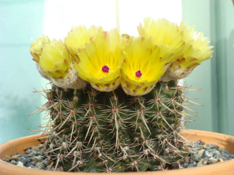 Parodia mammulosa (Tom Thumb Cactus) aka Notocactus mammulosus