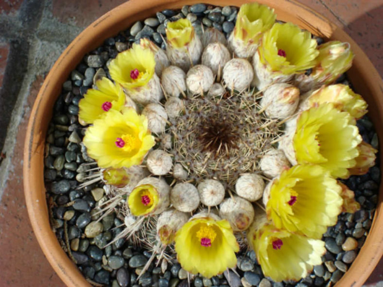 Parodia mammulosa (Tom Thumb Cactus) aka Notocactus mammulosus