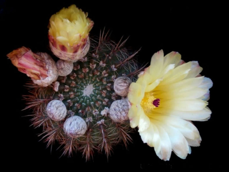 Parodia mammulosa (Tom Thumb Cactus) aka Notocactus mammulosus