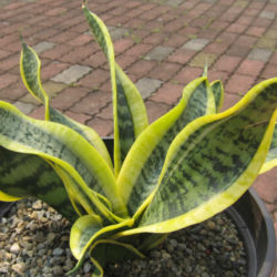 Sansevieria trifasciata 'Twisted Sister' (Twisted Sister Snake Plant)