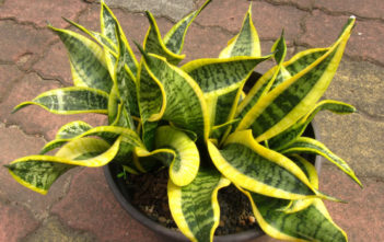 Sansevieria trifasciata 'Twisted Sister' (Twisted Sister Snake Plant) Sansevieria trifasciata 'Twisted Sister' (Twisted Sister Snake Plant)