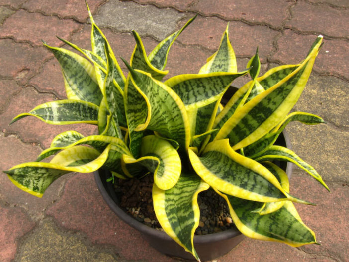 Sansevieria trifasciata 'Twisted Sister' (Twisted Sister Snake Plant)