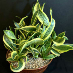 Sansevieria trifasciata 'Twisted Sister' (Twisted Sister Snake Plant)