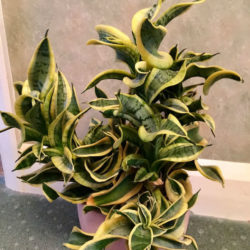 Sansevieria trifasciata 'Twisted Sister' (Twisted Sister Snake Plant)