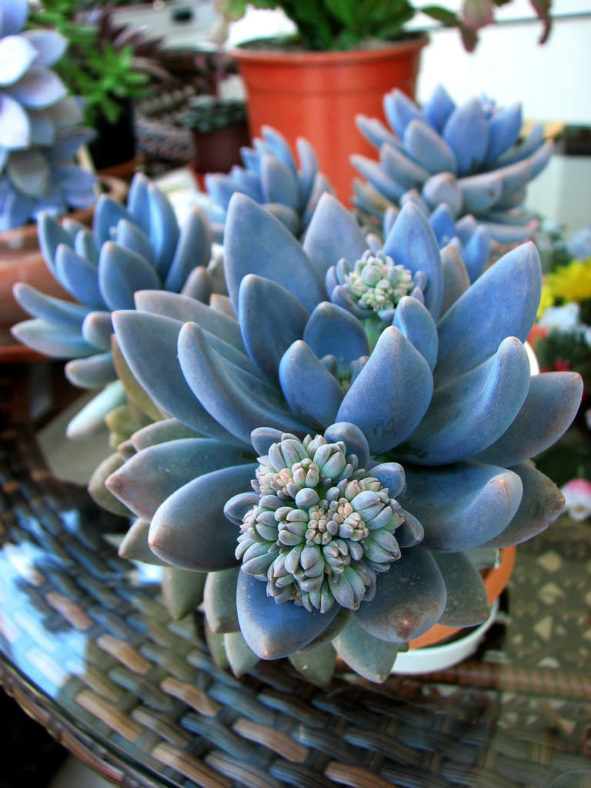 ×Sedeveria 'Blue Mist'
