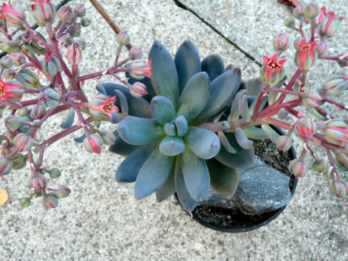 Sedeveria 'Blue Mist'