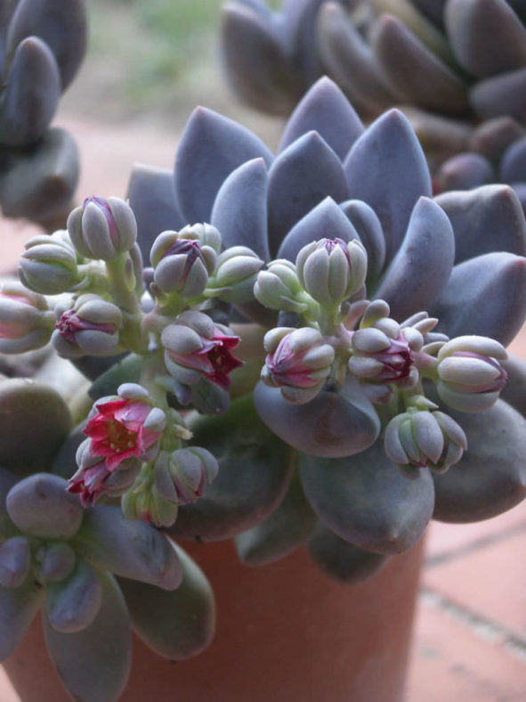 ×Sedeveria 'Blue Mist'