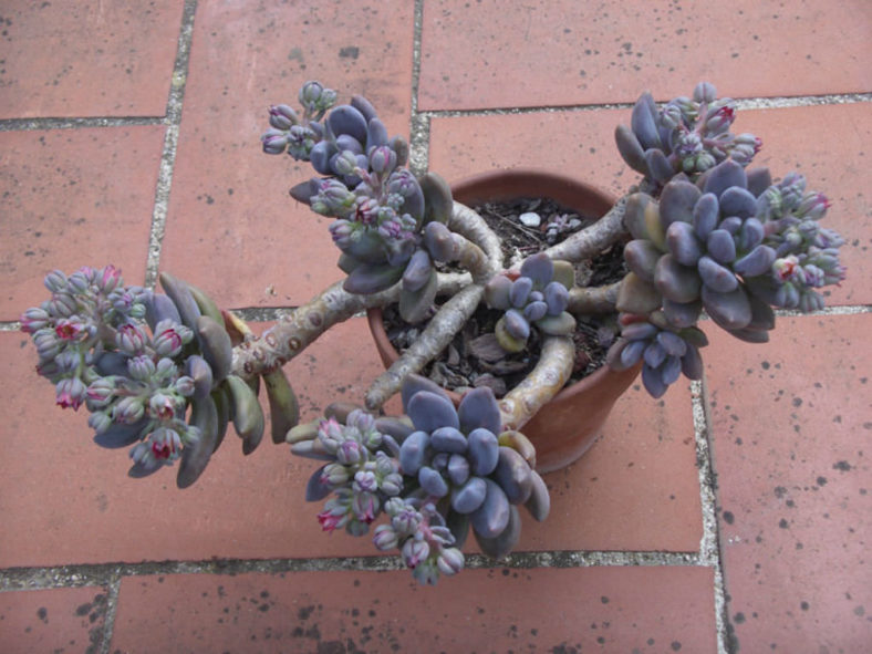 ×Sedeveria 'Blue Mist'