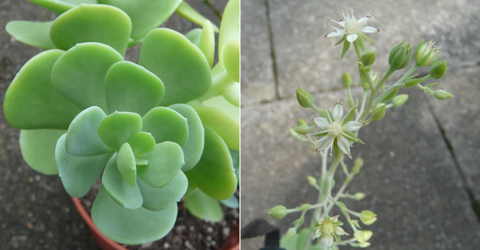 Sedum alexanderi - World of Succulents