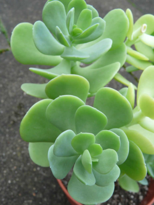 Sedum alexanderi
