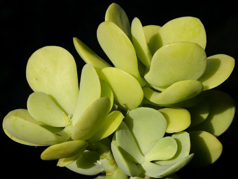 Sedum alexanderi