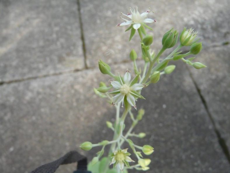Sedum alexanderi