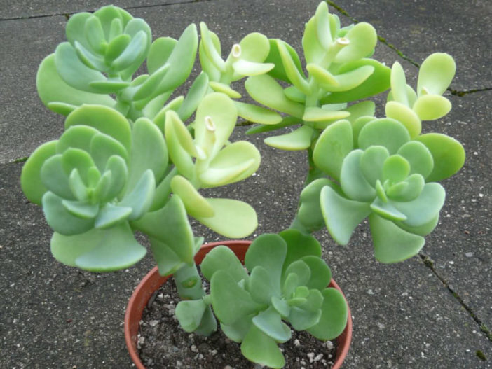 Sedum alexanderi