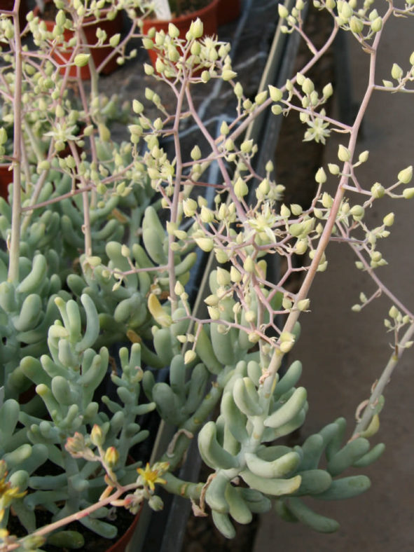 Sedum allantoides