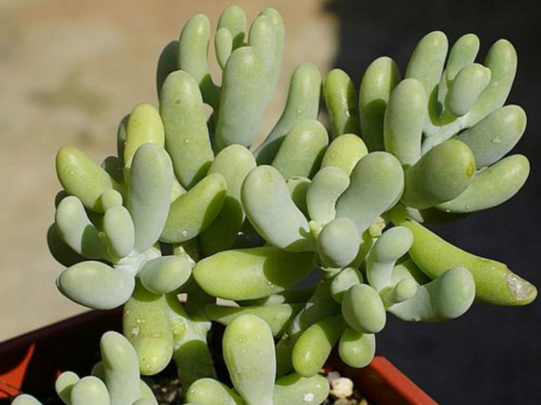 Sedum allantoides