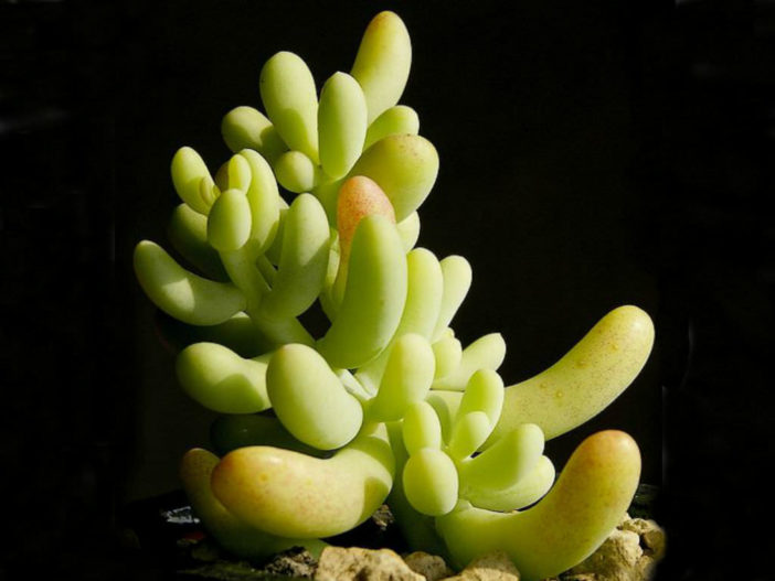 Sedum allantoides