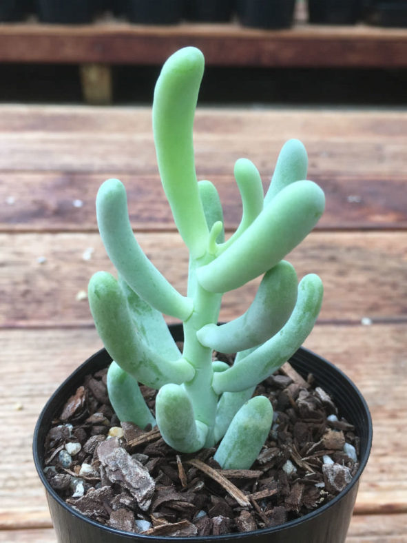 Sedum allantoides