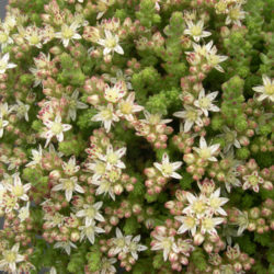 Sedum moranense (Red Stonecrop)