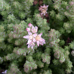 Sedum moranense (Red Stonecrop)