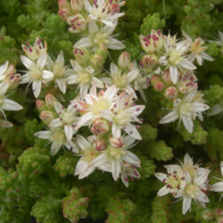 Sedum moranense (Red Stonecrop)