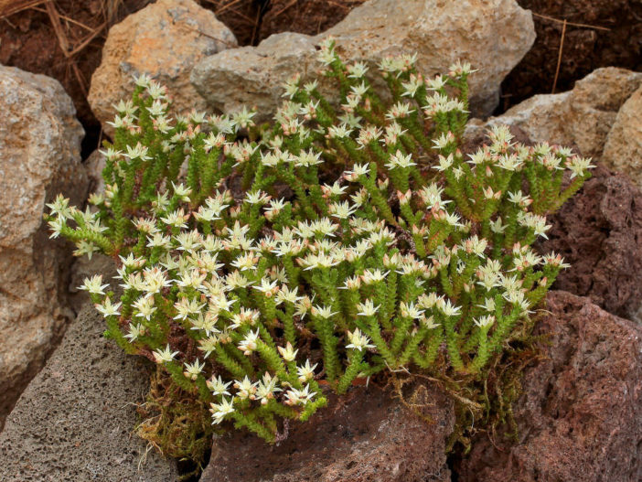 Sedum moranense (Red Stonecrop)