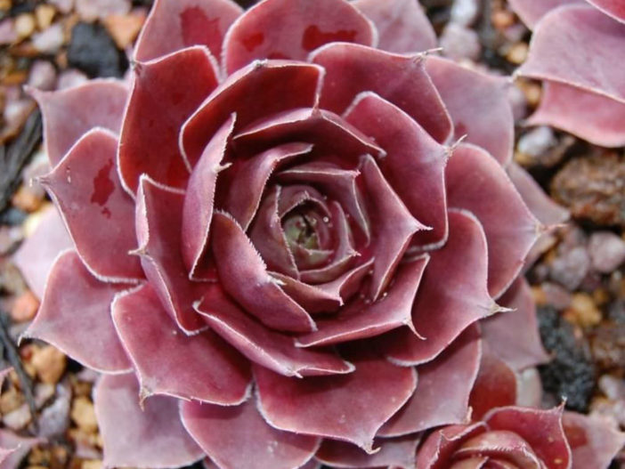 Sempervivum 'Magnificum'