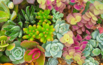 Understanding Succulent Plant Names Succulent Plant Names